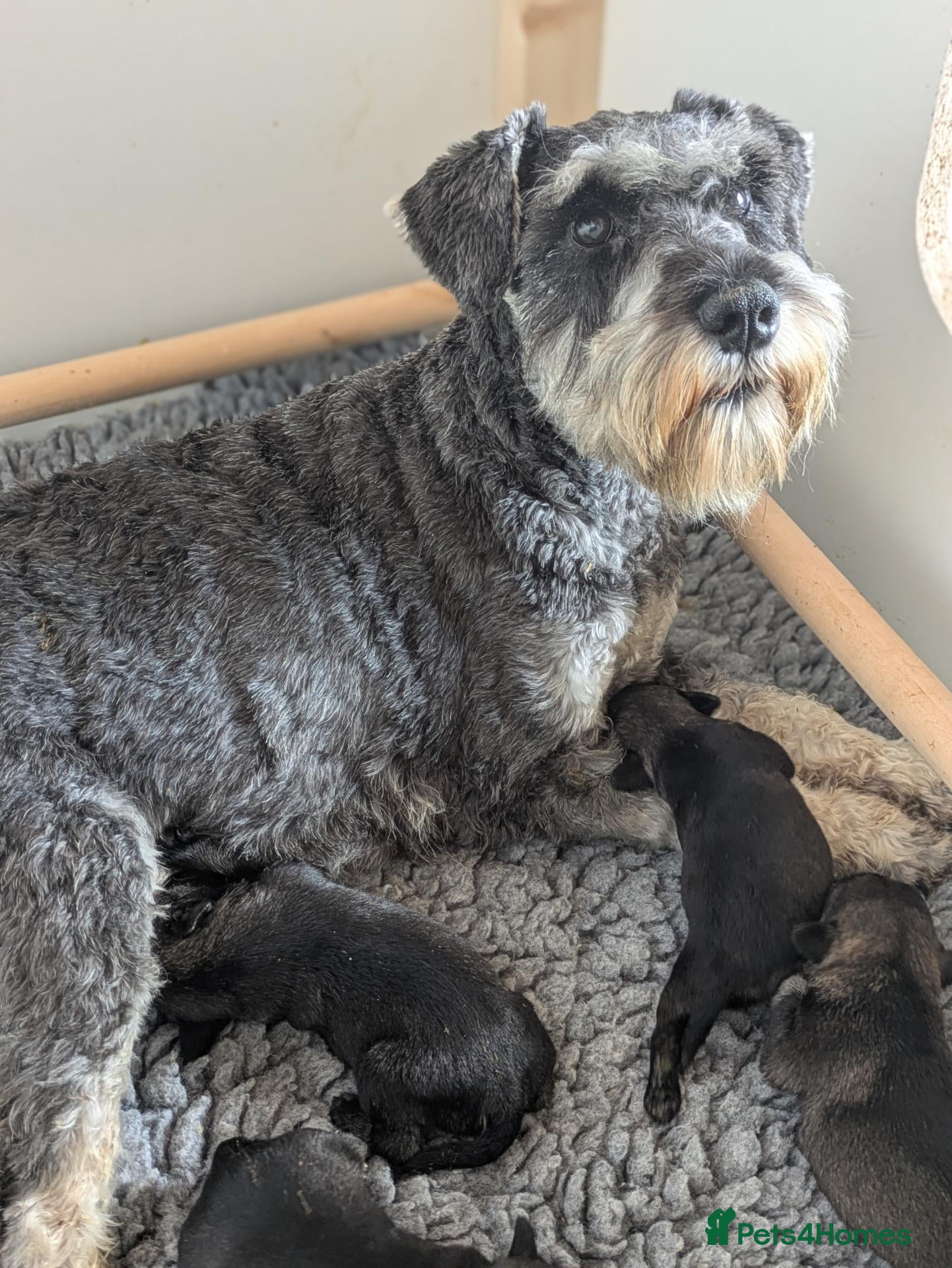 Miniature Schnauzer dogs Champion Show line Health Tested Puppies - Advert 6