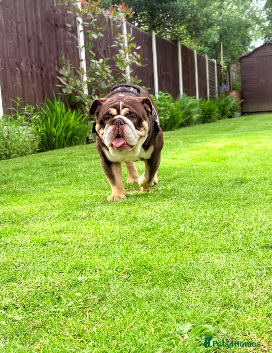 English Bulldog dogs for stud: Chocolate and white rocket Rambo for stud in Walsall - Advert 2