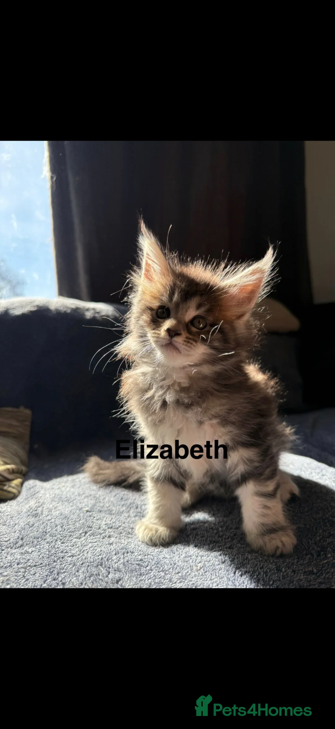 Maine Coon cats for sale: Full Maine coon born 14th feb kittens  - Advert 39