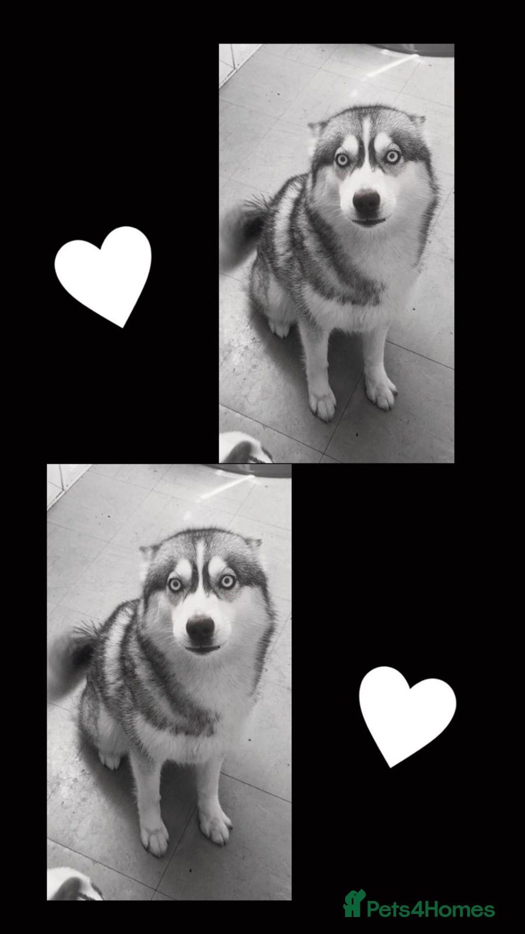 Siberian Husky dogs for stud: Proven Siberian Husky for Stud Blue Eyes in Cheltenham - Image 15