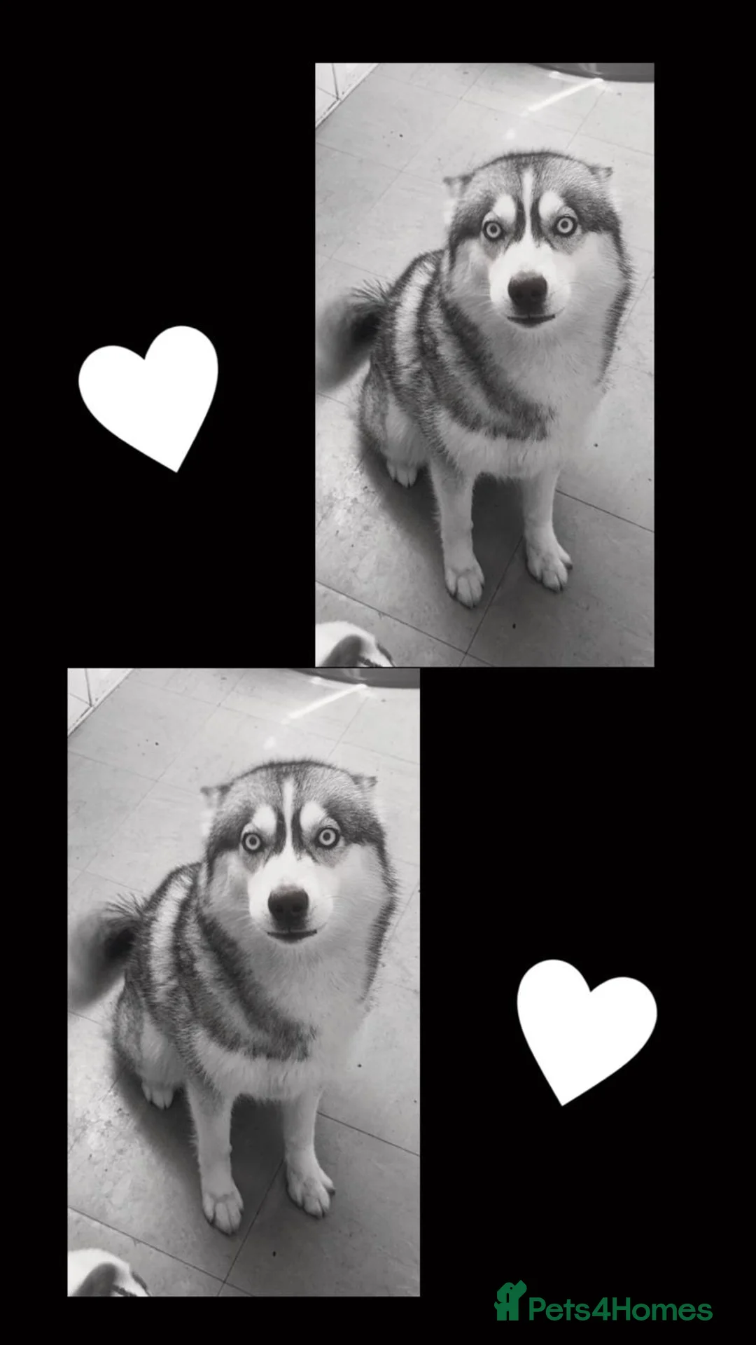 Siberian Husky dogs for stud: Siberian Husky - produces large litters in Cheltenham - Advert 15