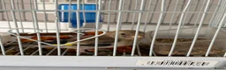 Finches birds for sale: Goldfinch  - Advert 13