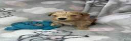 Maltipoo dogs for sale: Maltipoo puppies  - Advert 8