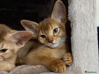 Abyssinian cats Abyssinian Kittens 🐾 - Advert 10
