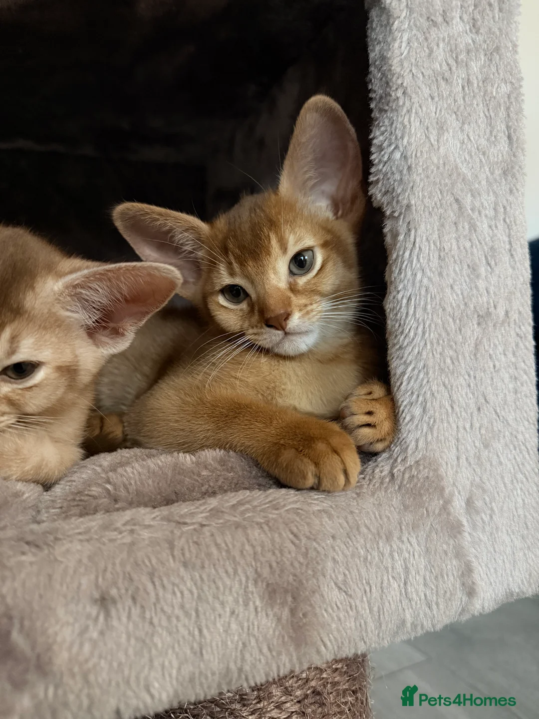 Abyssinian cats for sale: Abyssinian Kittens 🐾 - Advert 3