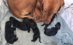 Labrador Retriever dogs for sale: Stunning working lab pups  - Image 3