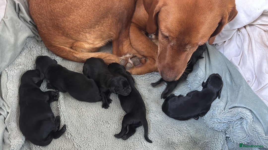 Labrador Retriever dogs for sale: Stunning working lab pups  - Image 3