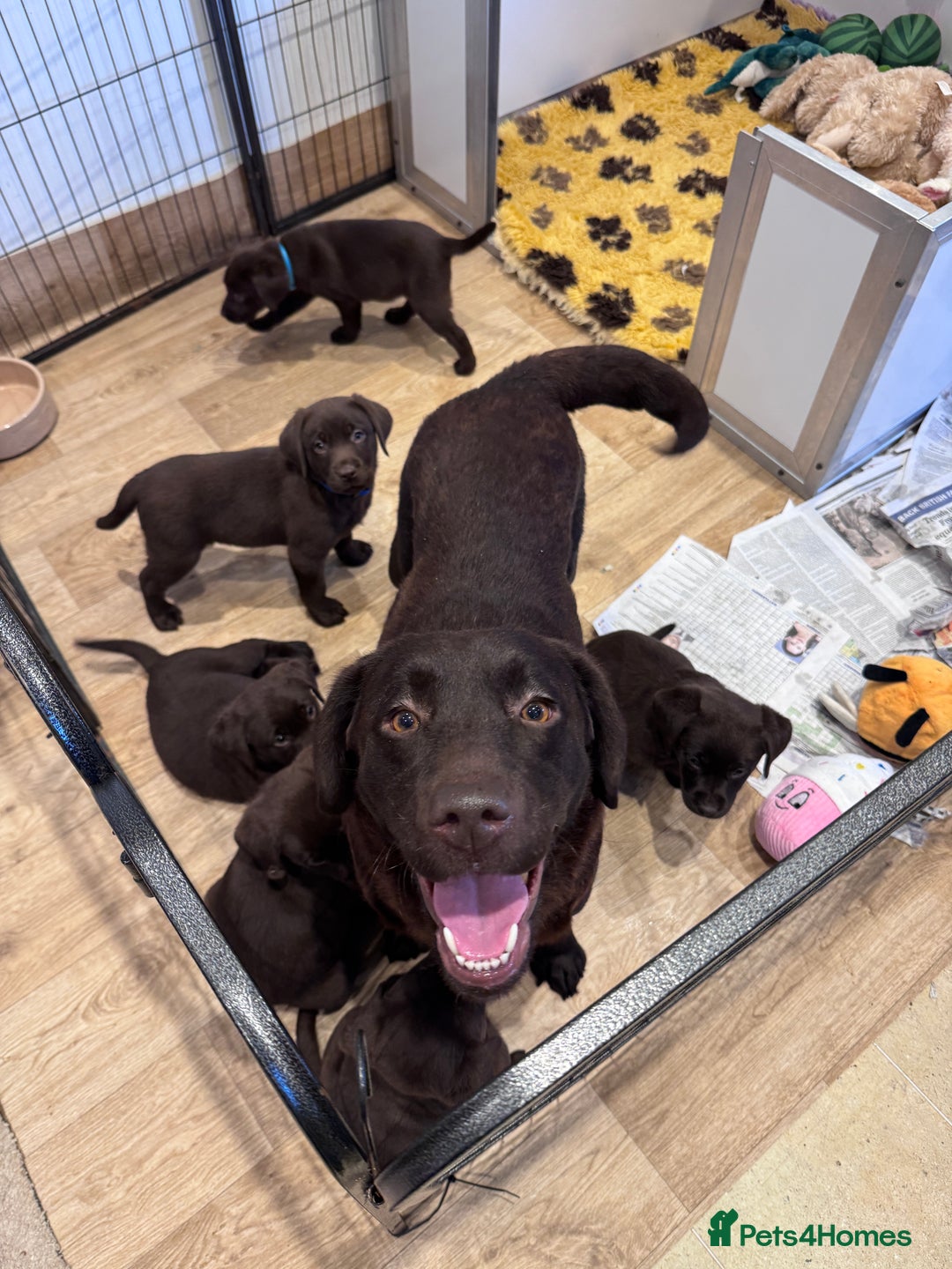 Labrador Retriever dogs for sale: Outstanding Quailty Chocolate Labrador Puppies - Advert 19
