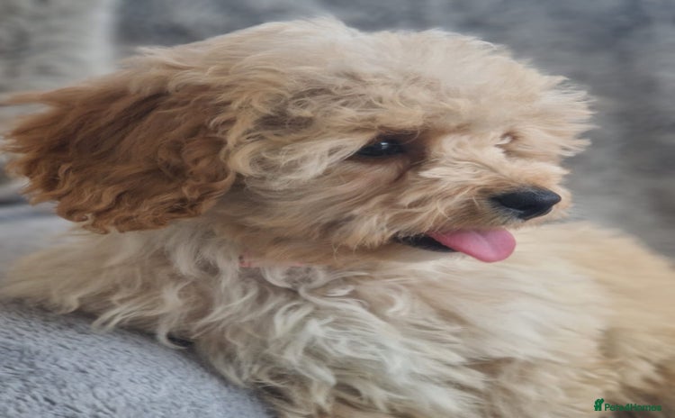 Cavapoochon dogs - Advert 2