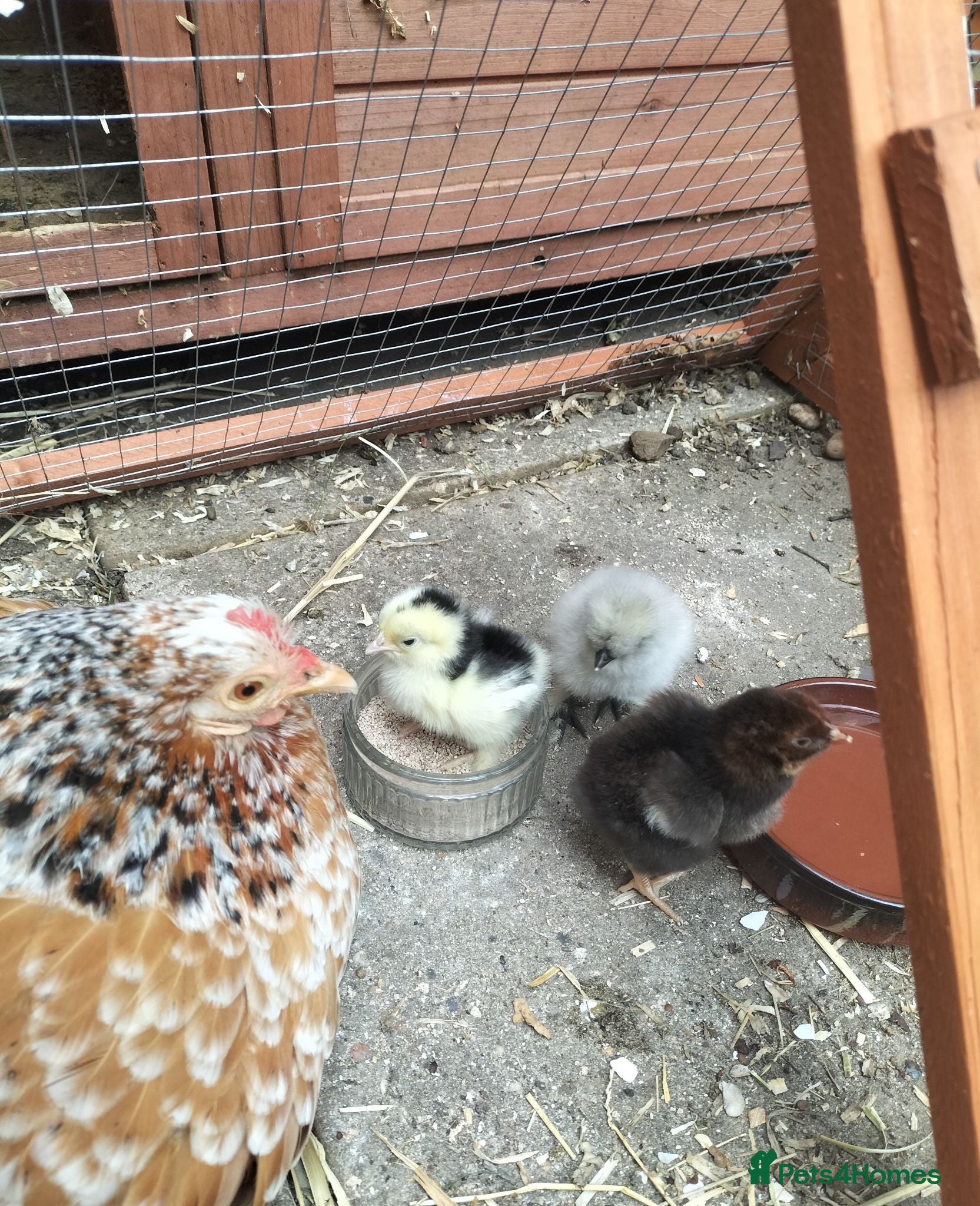 Chickens poultry for sale: NEW COOP INCLUDED! PURE PEKIN BANTAMS GOOD LAYERS - Advert 1