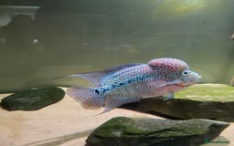 Cichlids fish for sale: Male Flowerhorn - Image 3