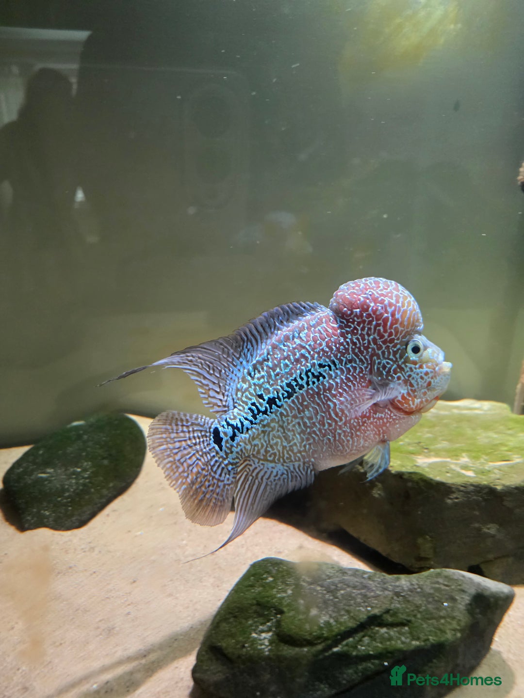 Cichlids fish for sale: Male Flowerhorn - Image 3