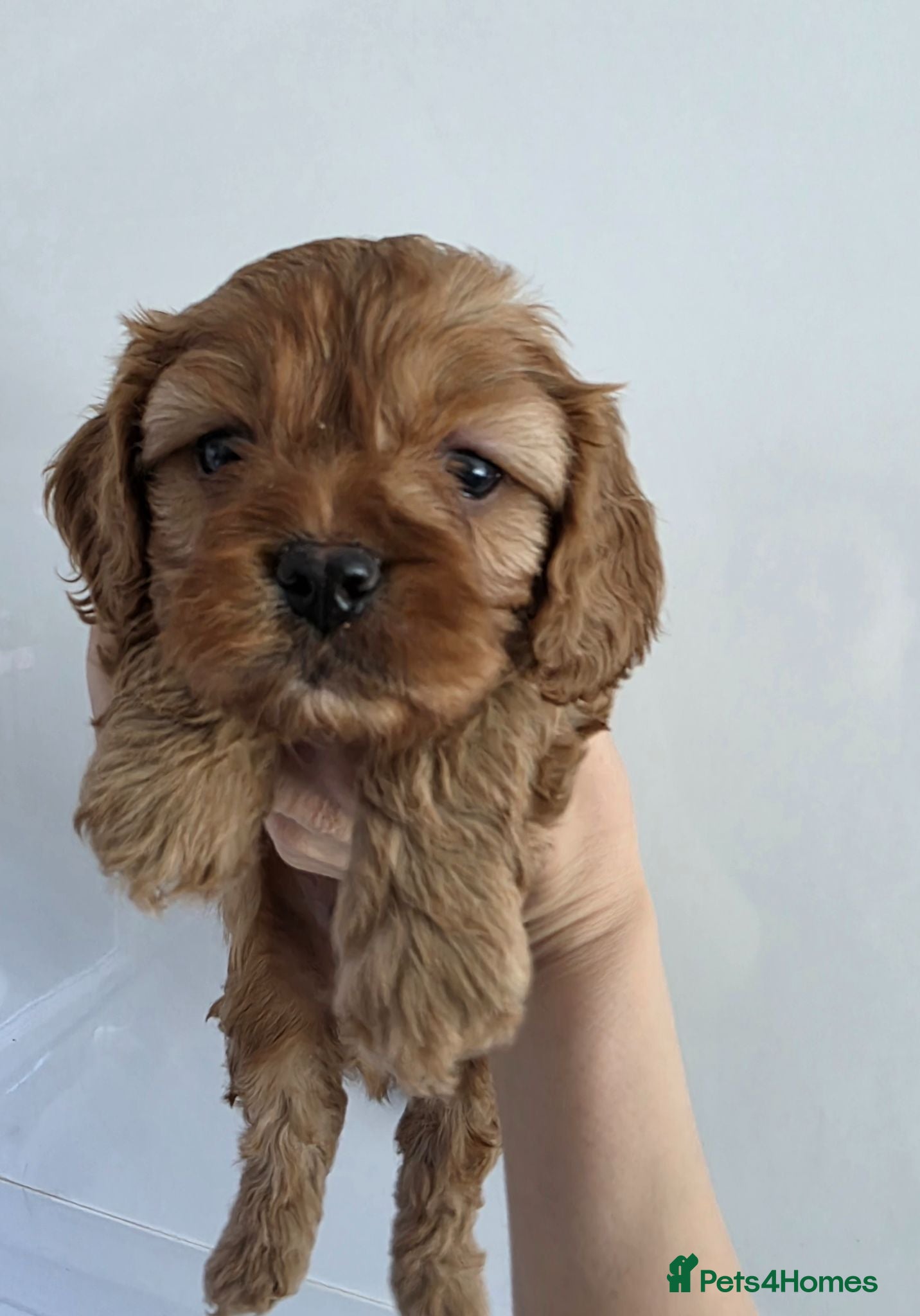 Cavapoo dogs 3 beautiful boys available 🩵🩵🩵 - Advert 1