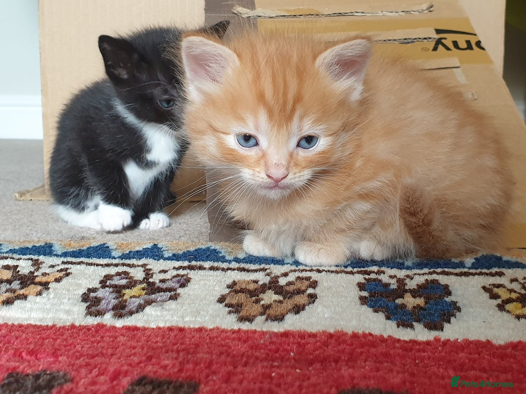 Mixed Breed cats for sale: Adorable kitten for sale - Image 11