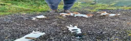 Jack Russell dogs for sale: Old fashion type Miniature jack russell puppies - Advert 19