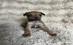 Mixed Breed dogs for sale: 3/4 Italian greyhound puppies  - Image 8