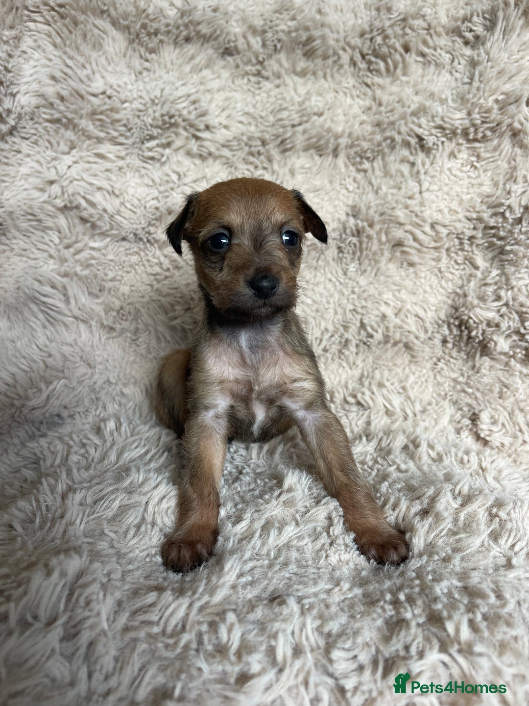 Mixed Breed dogs for sale: 3/4 Italian greyhound puppies  - Image 8