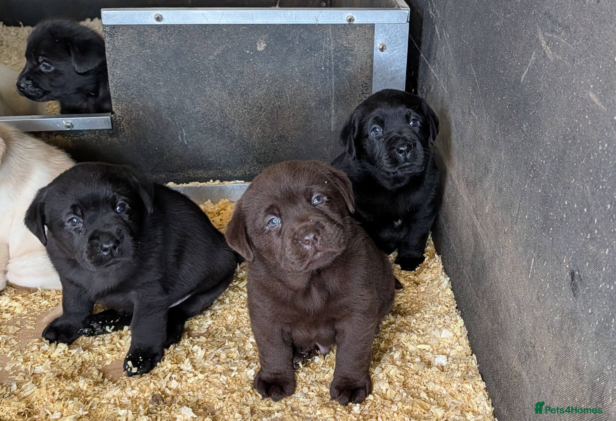 Labrador Retriever dogs Beautiful show bred chunky puppies  - Advert 10