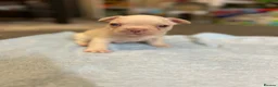 French Bulldog dogs for sale: French bulldog puppies fluffie carriers  - Advert 21