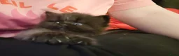 Mixed Breed cats for sale: Beautiful persian cross kittens  - Advert 5