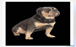 Dorset Olde Tyme Bulldogge dogs for stud: Proven LH fluffy carrier in Portsmouth - Image 1