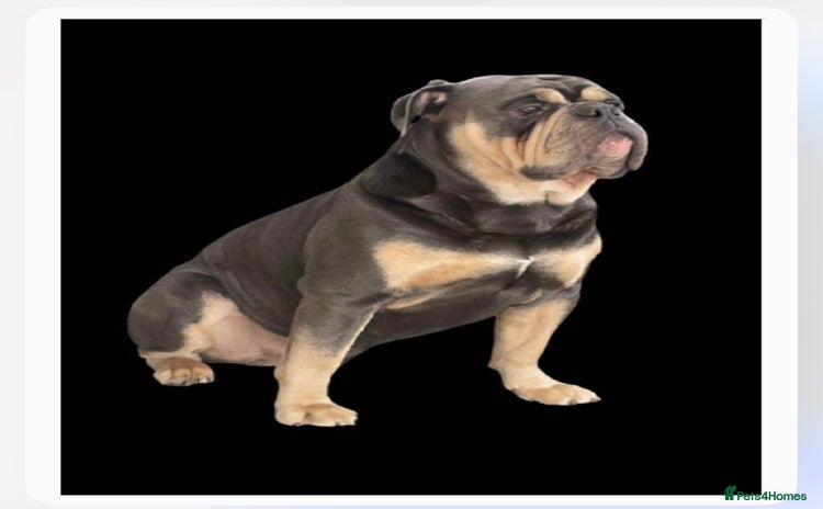 Dorset Olde Tyme Bulldogge dogs in Portsmouth - Advert 1