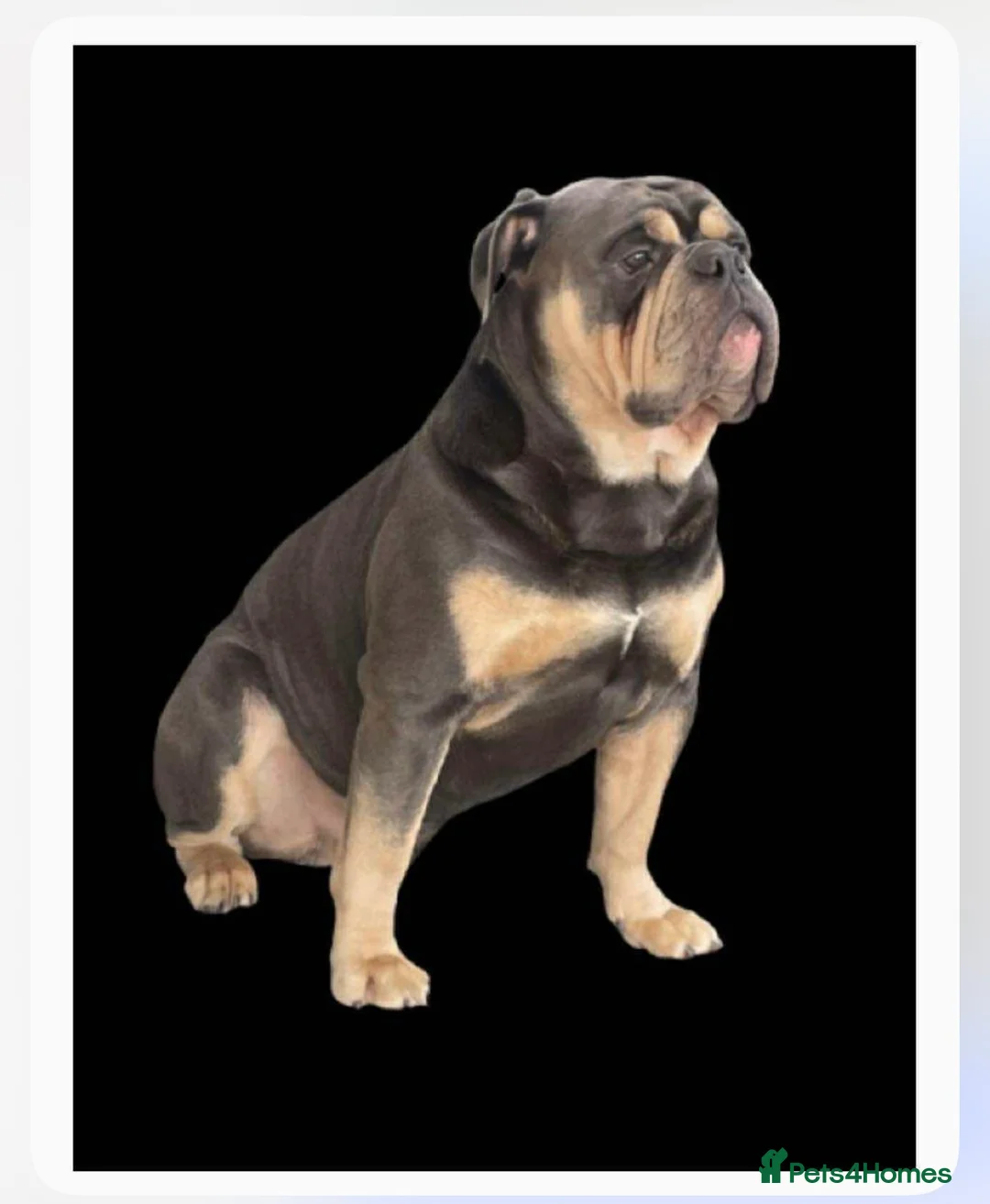 Dorset Olde Tyme Bulldogge dogs for stud: Proven LH fluffy carrier in Portsmouth - Advert 1