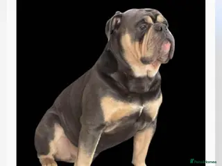 Dorset Olde Tyme Bulldogge dogs Proven LH fluffy carrier in Portsmouth - Advert 1