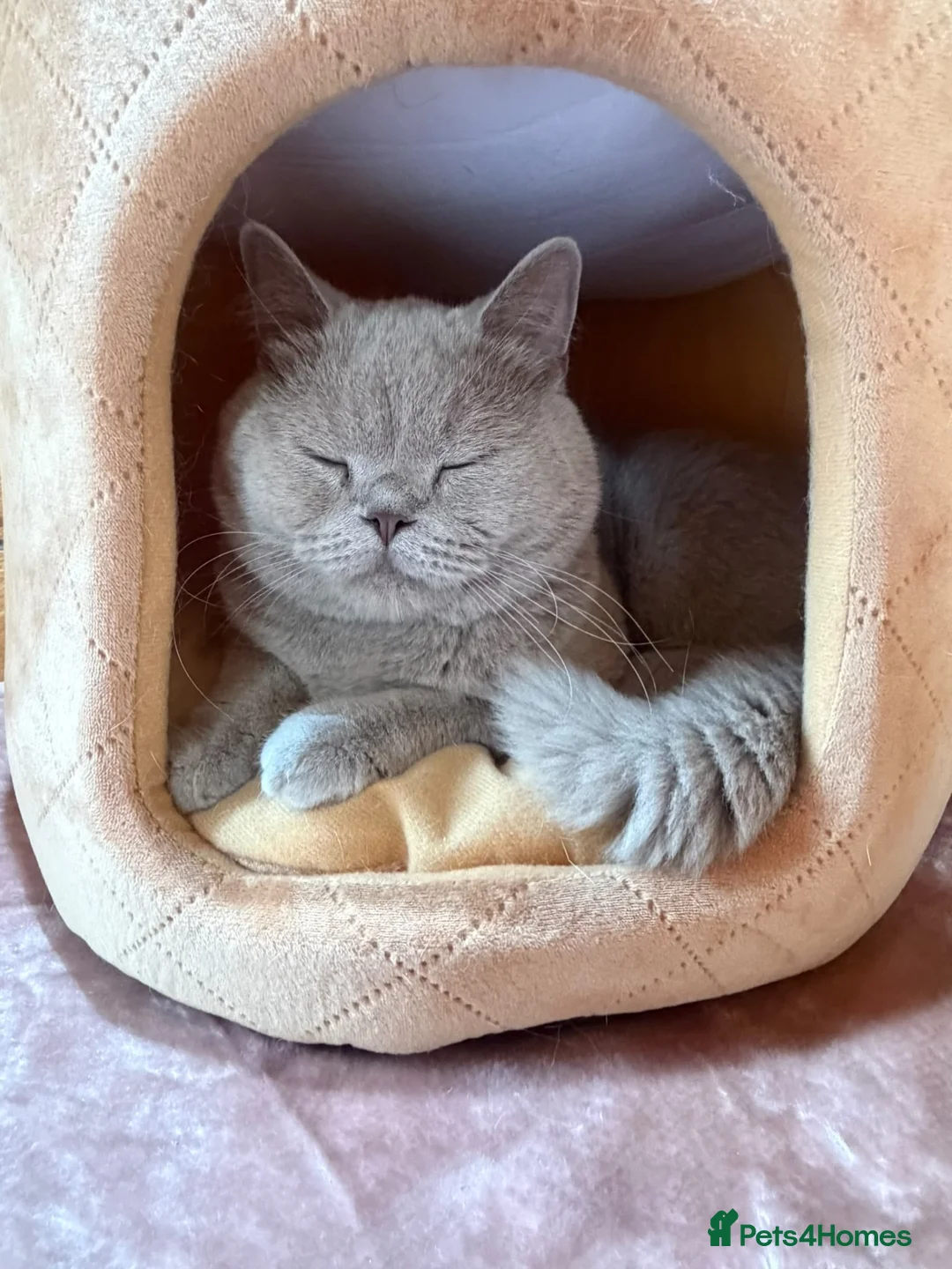 British Shorthair cats for sale: Beautiful Unrelated British Shorthair Couple - Advert 6