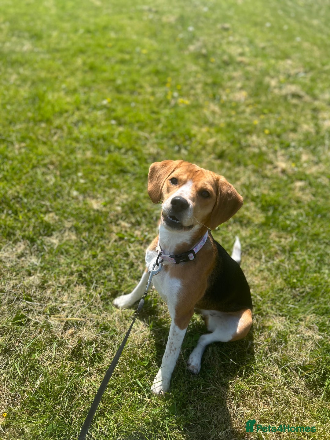 Beagle dogs for sale: Beautiful beagle  - Advert 5