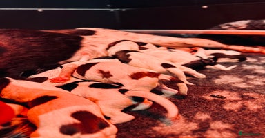 English Springer Spaniel dogs KC English Springer Spaniels  - Advert 1