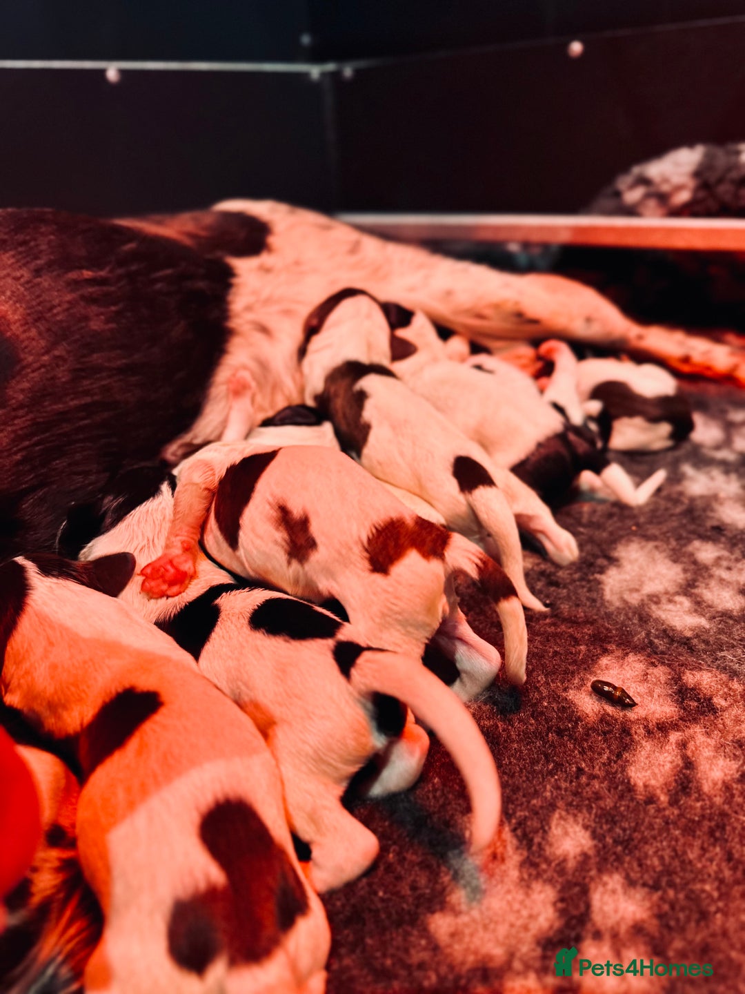 English Springer Spaniel dogs for sale: KC English Springer Spaniels  - Advert 17