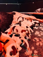 English Springer Spaniel dogs KC English Springer Spaniels - Advert 1