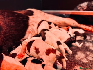 English Springer Spaniel dogs KC English Springer Spaniels - Advert 17