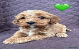 Cavapoo dogs for sale: ✨ Gorgeous F1 Cavapoo Puppies ✨ - Image 7