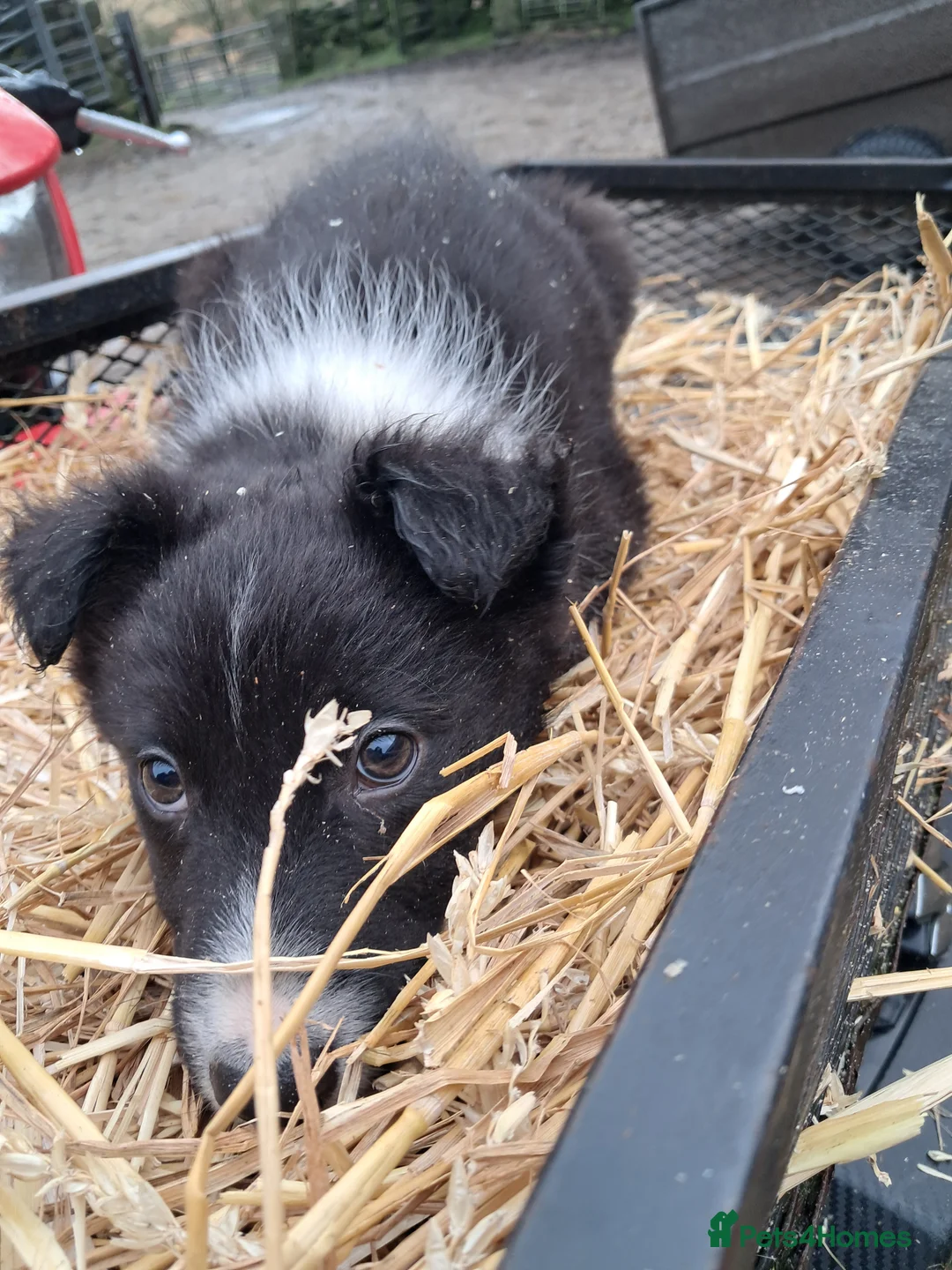 Mixed Breed dogs for sale: Three Collie pups for working highly active homes - Advert 6