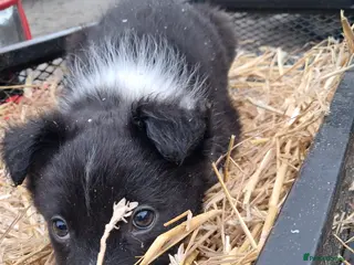 Mixed Breed dogs Three Collie pups for working highly active homes - Advert 8