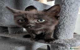 Mixed Breed cats for sale: 2 black kittens available  - Image 3