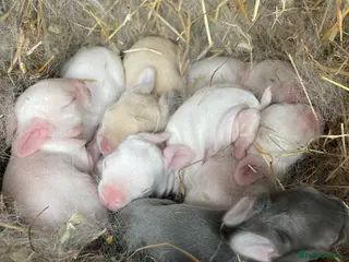 Rex rabbits 💙 gorgeous pure bred mini Rex 💙 - Advert 6