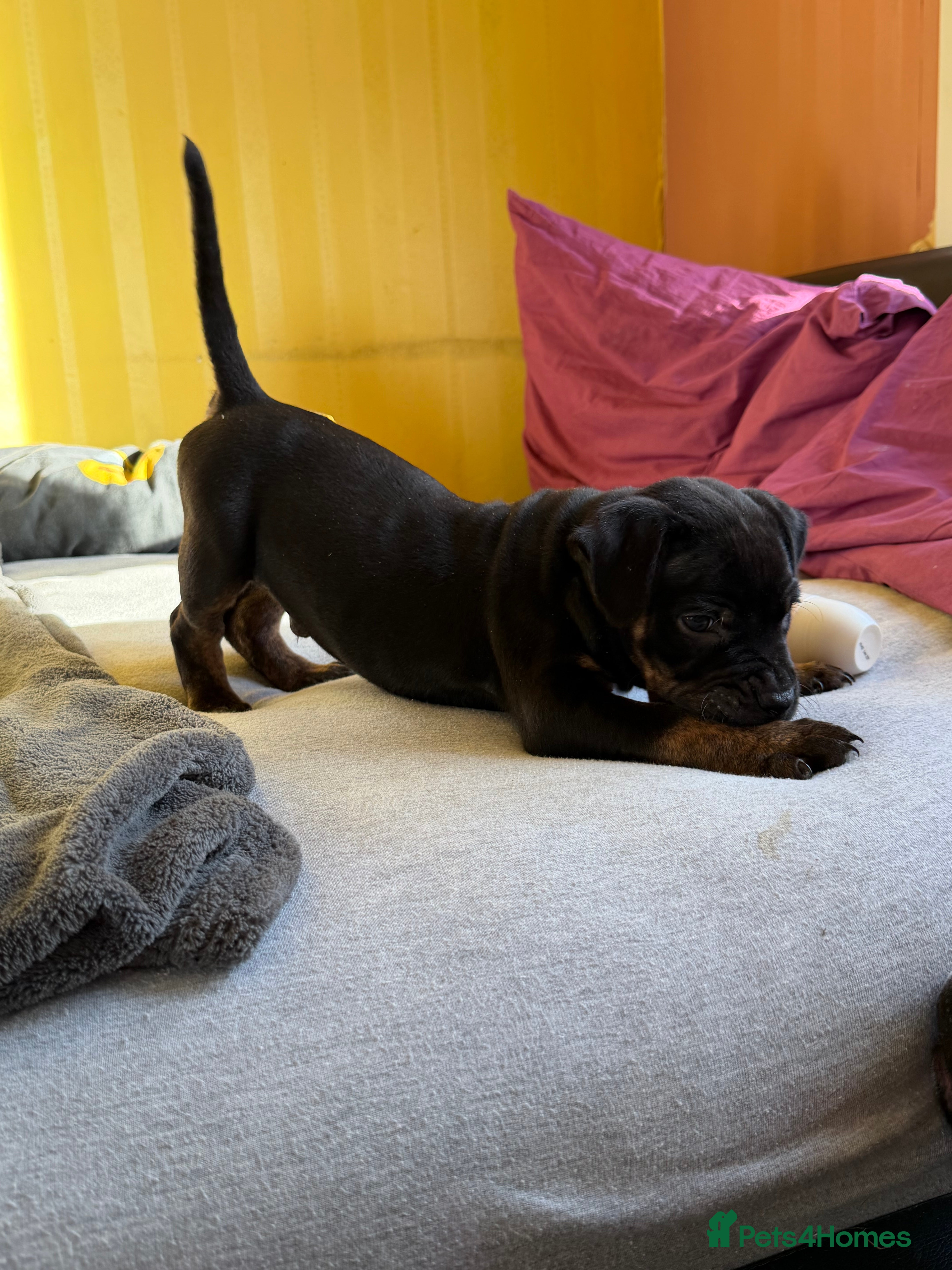 Staffordshire Bull Terrier dogs 🔥 LAST ONE BOY🔥 Ready to Go ✨✨✨ - Advert 5