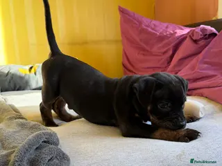 Staffordshire Bull Terrier dogs 🔥 LAST ONE BOY🔥 Ready to Go ✨✨✨ - Advert 5