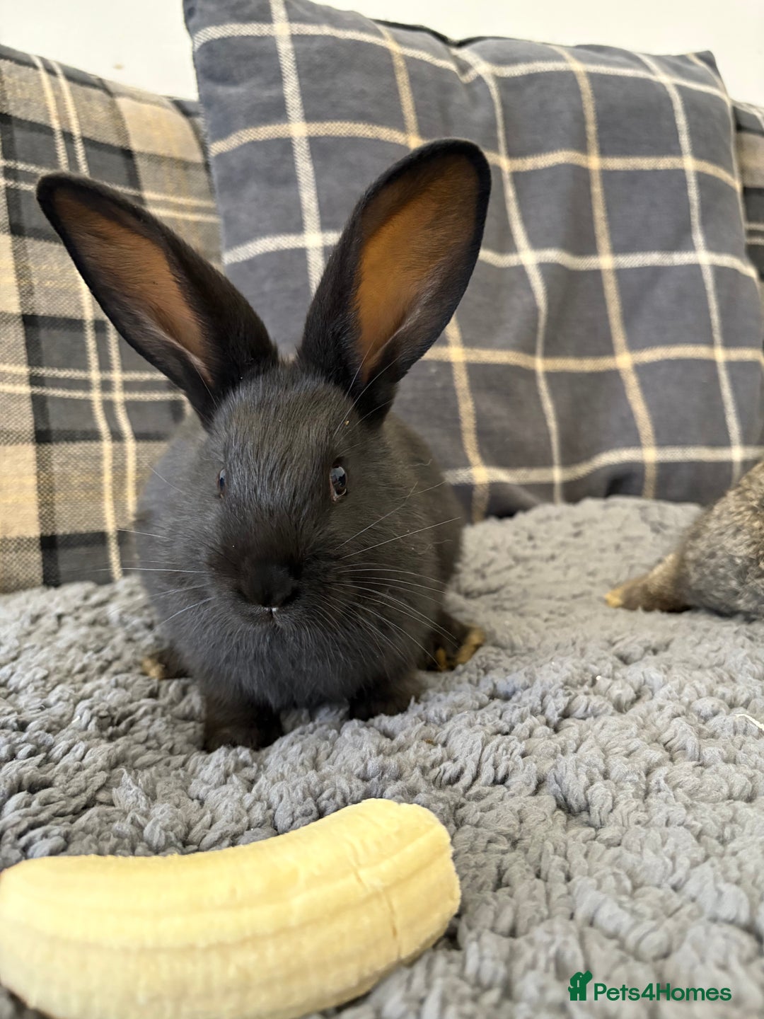 Mixed Breed rabbits for sale: Two Bucks  - Advert 1