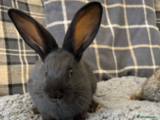 Mixed Breed rabbits Two Bucks - Advert 1