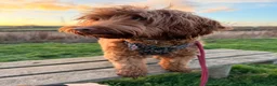 Cockapoo dogs for sale: Waiting List Open ** Due 30th May - Advert 17