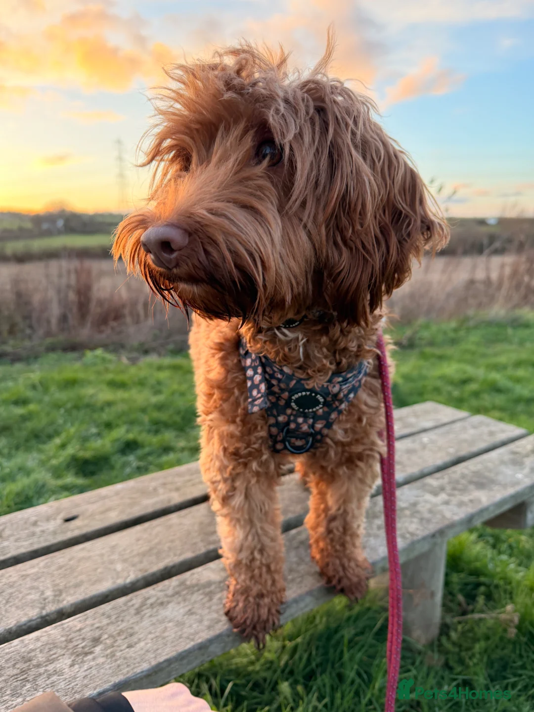 Cockapoo dogs for sale: Waiting List Open ** Due 30th May - Advert 17