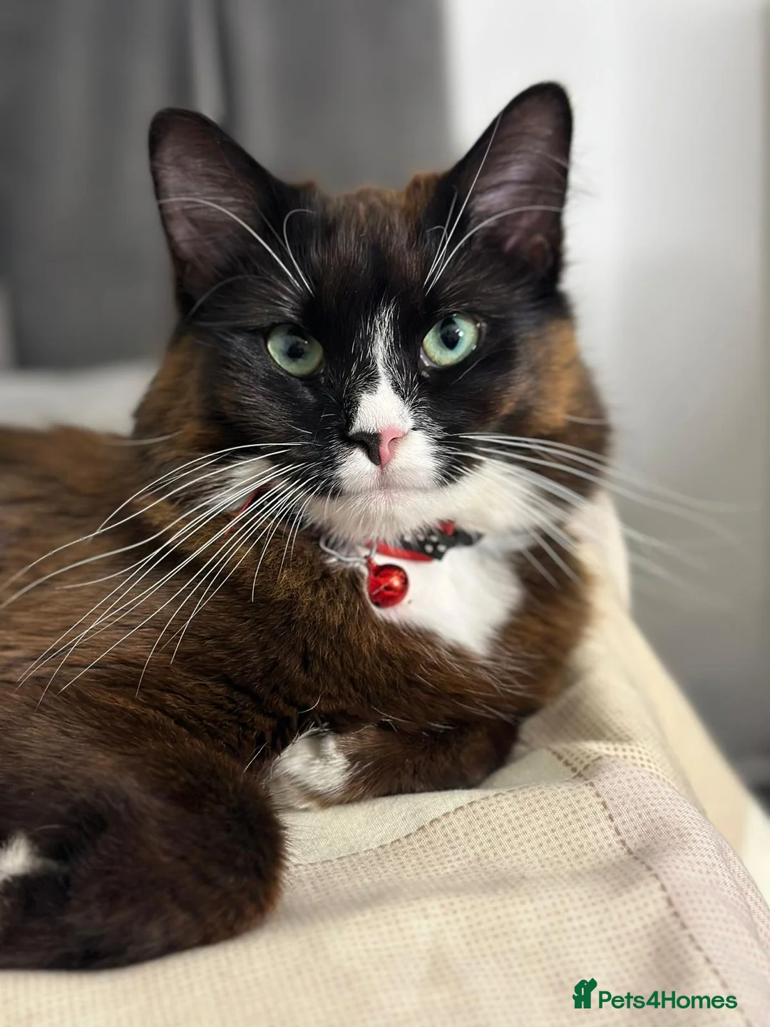 Mixed Breed cats for sale: Mixed Benegal Kittens  - Advert 1