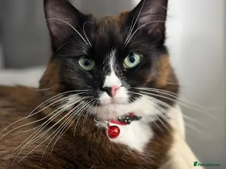 Mixed Breed cats Mixed Benegal Kittens - Advert 3