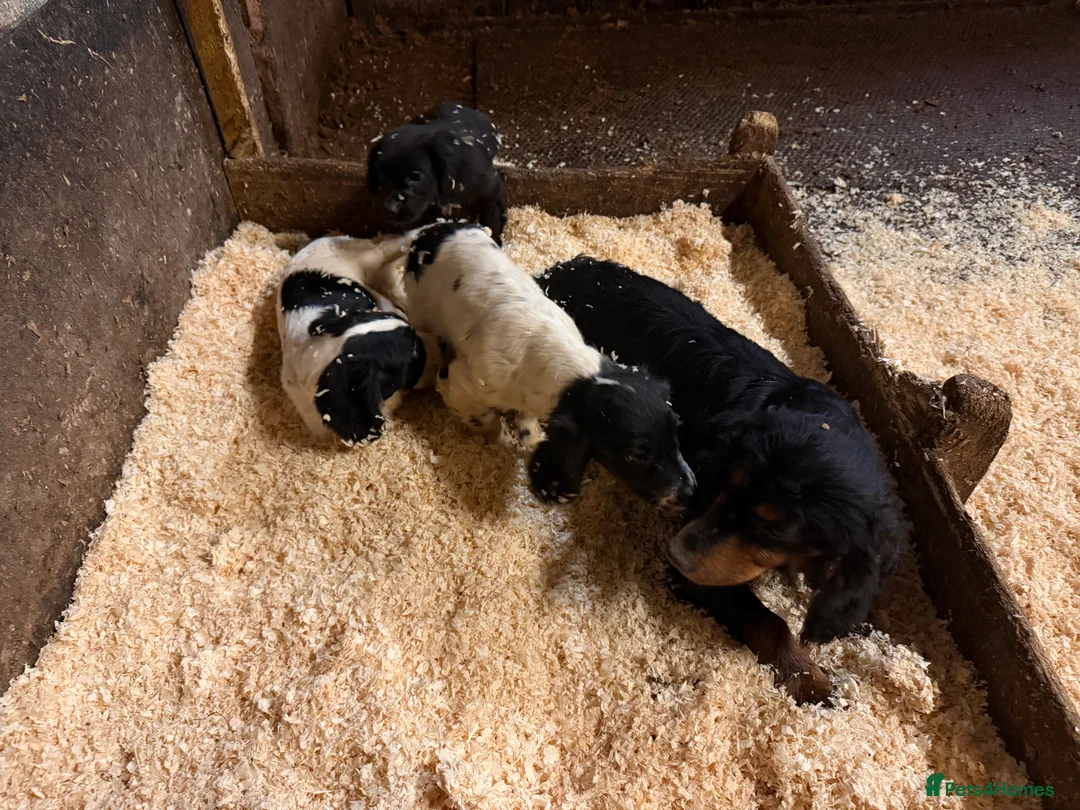 Sprocker dogs for sale: Spraker puppies for sale - Advert 4
