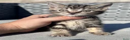Mixed Breed cats for sale: Beautiful Mixed Kittens  - Advert 11