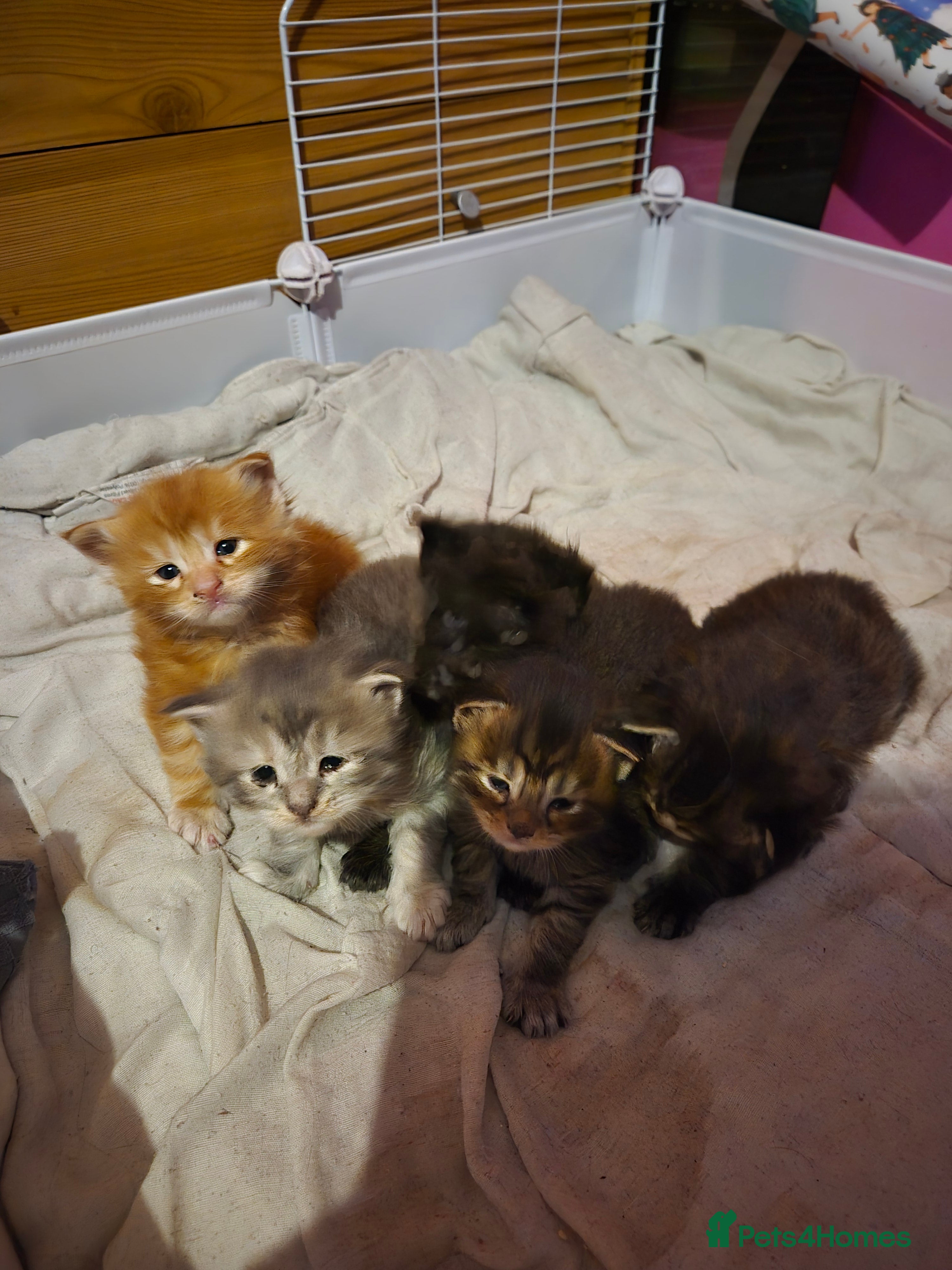 Maine Coon cats Russian /xxl maine coon - Advert 9